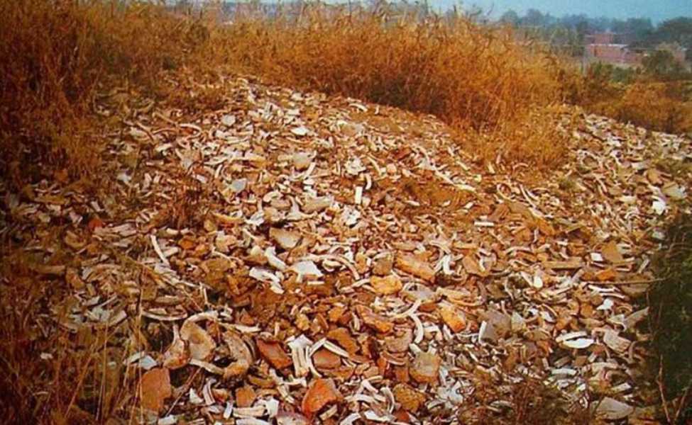 澗磁村的“瓷堆子”，上面布滿了定瓷殘片